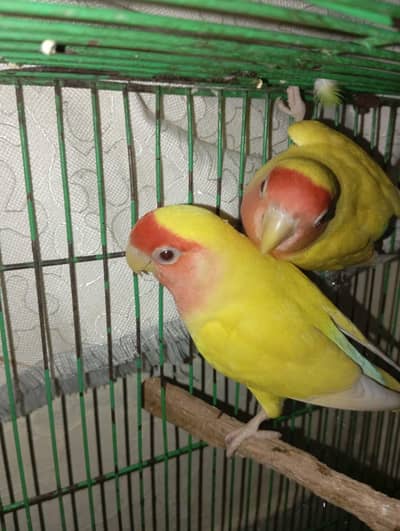 king size males