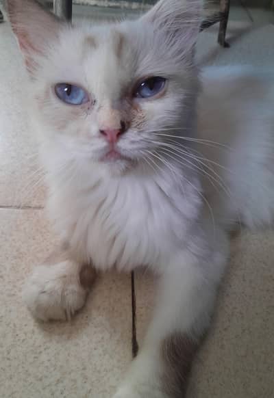 parsain cat for sale