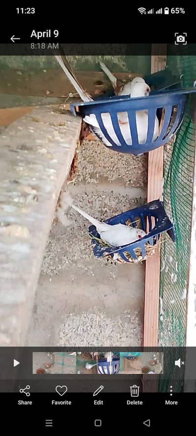 red pied dove