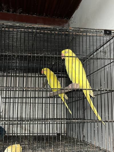 Yellow Pair/Voilet DF Male Available