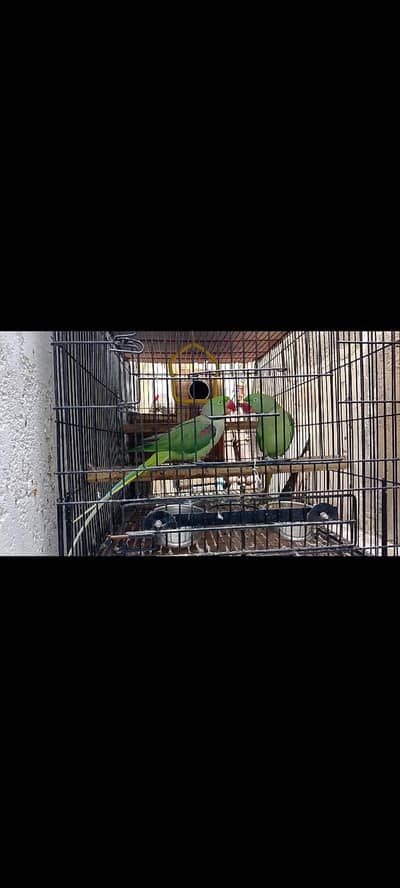 healthy,Active and breader pair only on serious buyers contact me