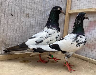 teddy bredr pair avil
