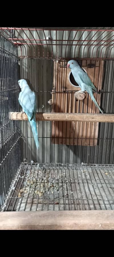 Blue/ white / yellow Ringneck breeder pair