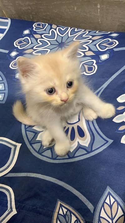 Persian cat