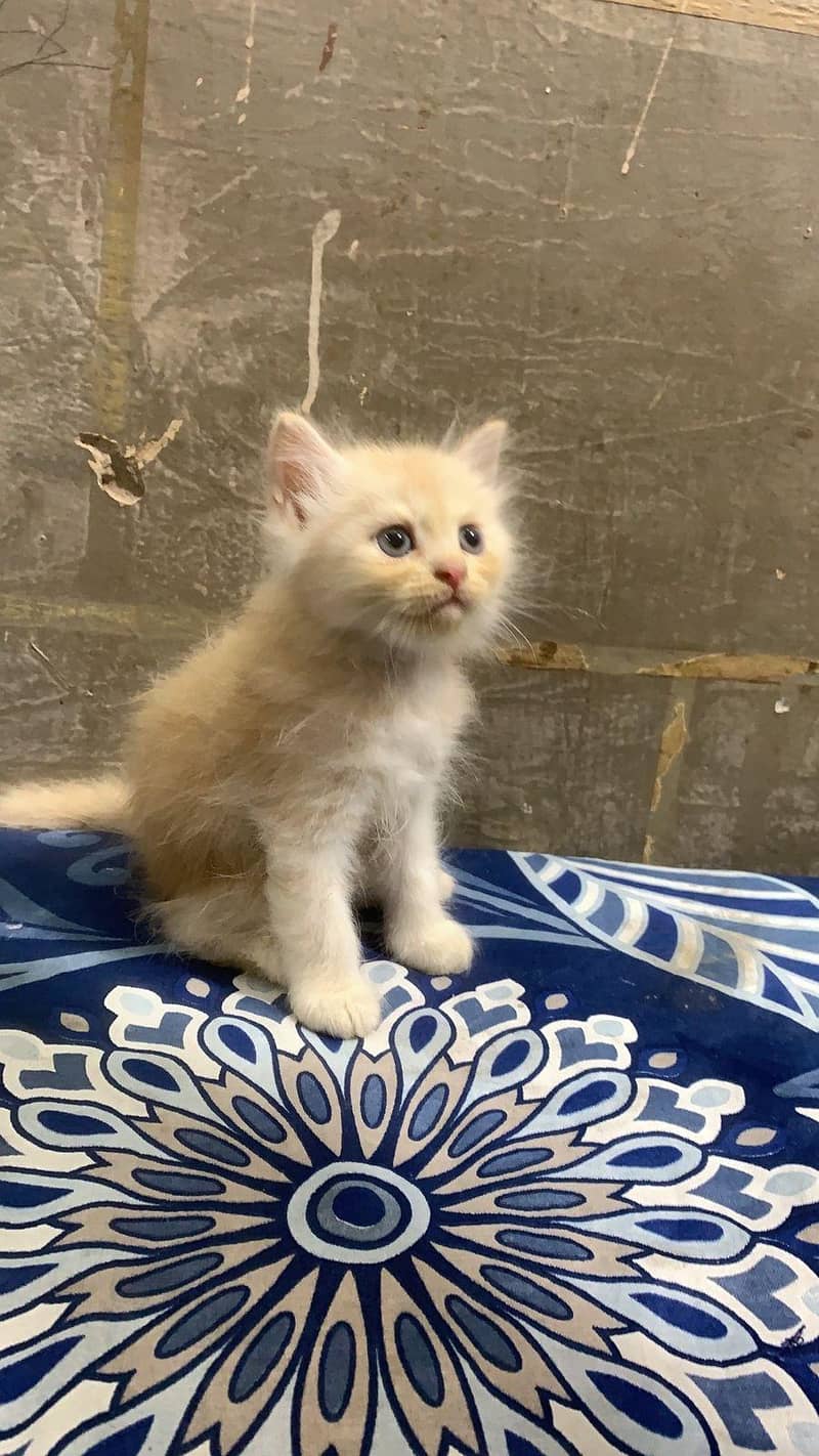 Persian cat 1