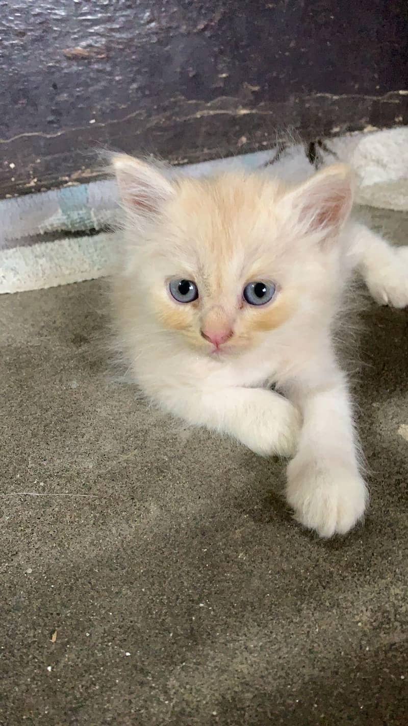 Persian cat 2