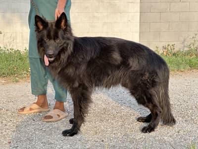 Pink pedigree pair Long hair German shepherd male & black & tab female