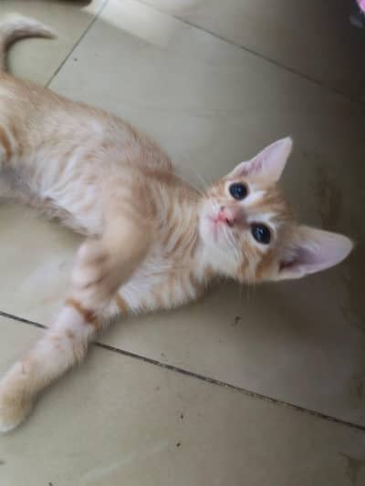 Presian kittens
