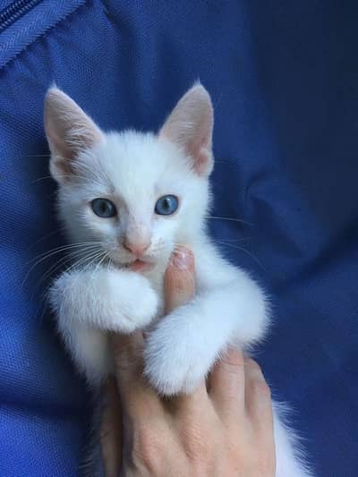 single coat female kitten