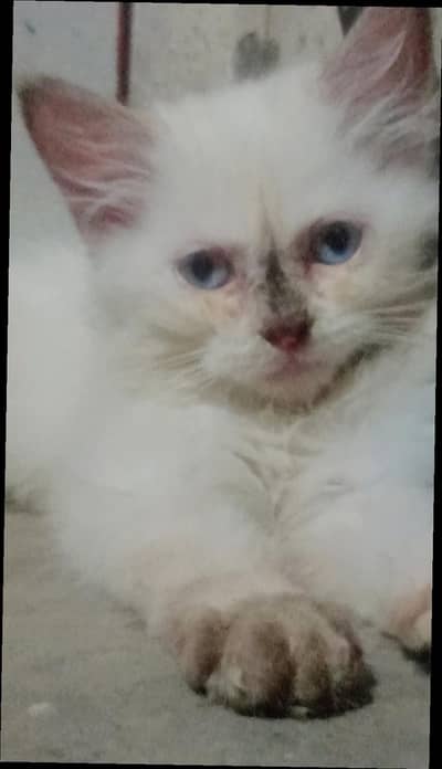 triple cout white colur