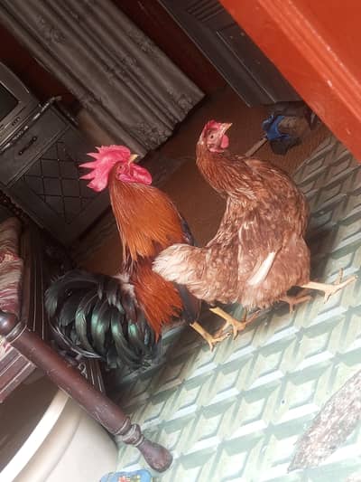 Golden Misri Healthy Pair for Sale