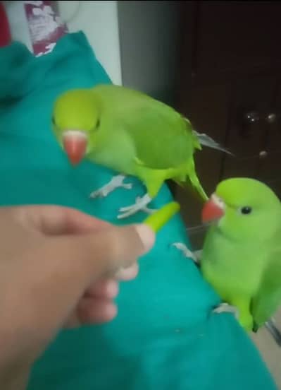 baby parrot pair