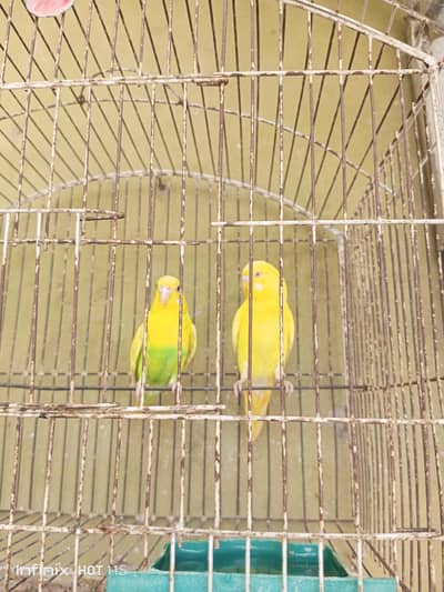 Breader pair