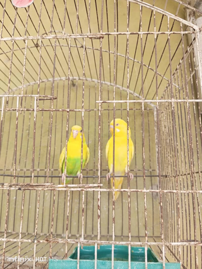 Breader pair 0