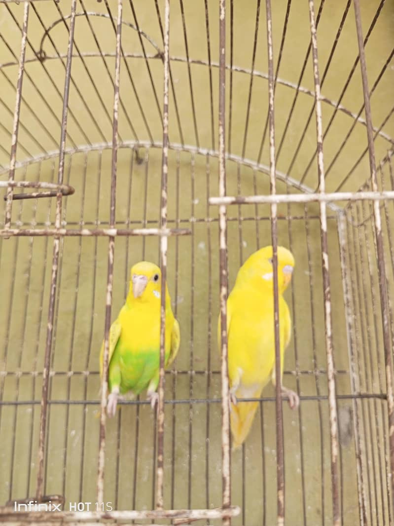 Breader pair 1