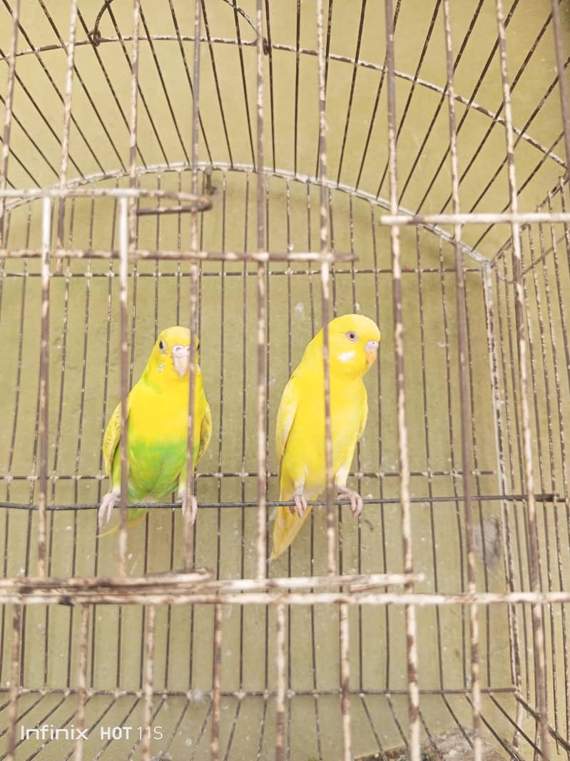 Breader pair 2