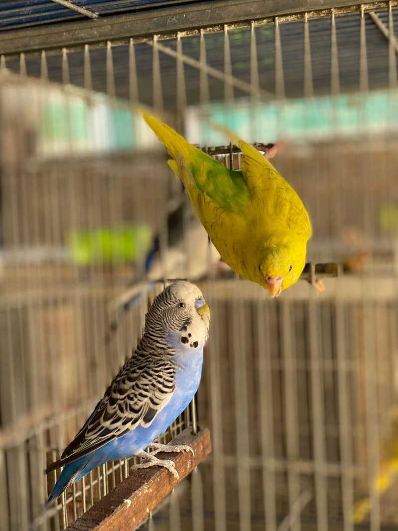 Breader pair 3