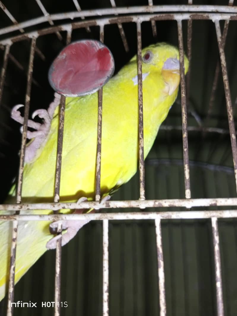 Breader pair 4