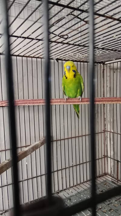 exhibition breeder male available