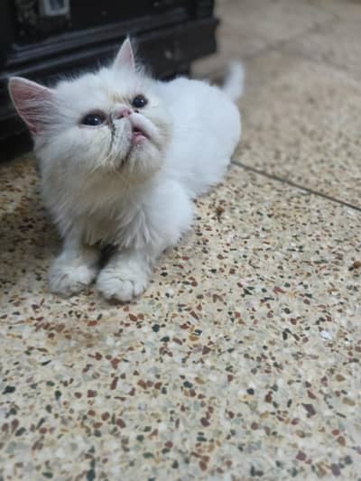 45 days pregnant cat piki face