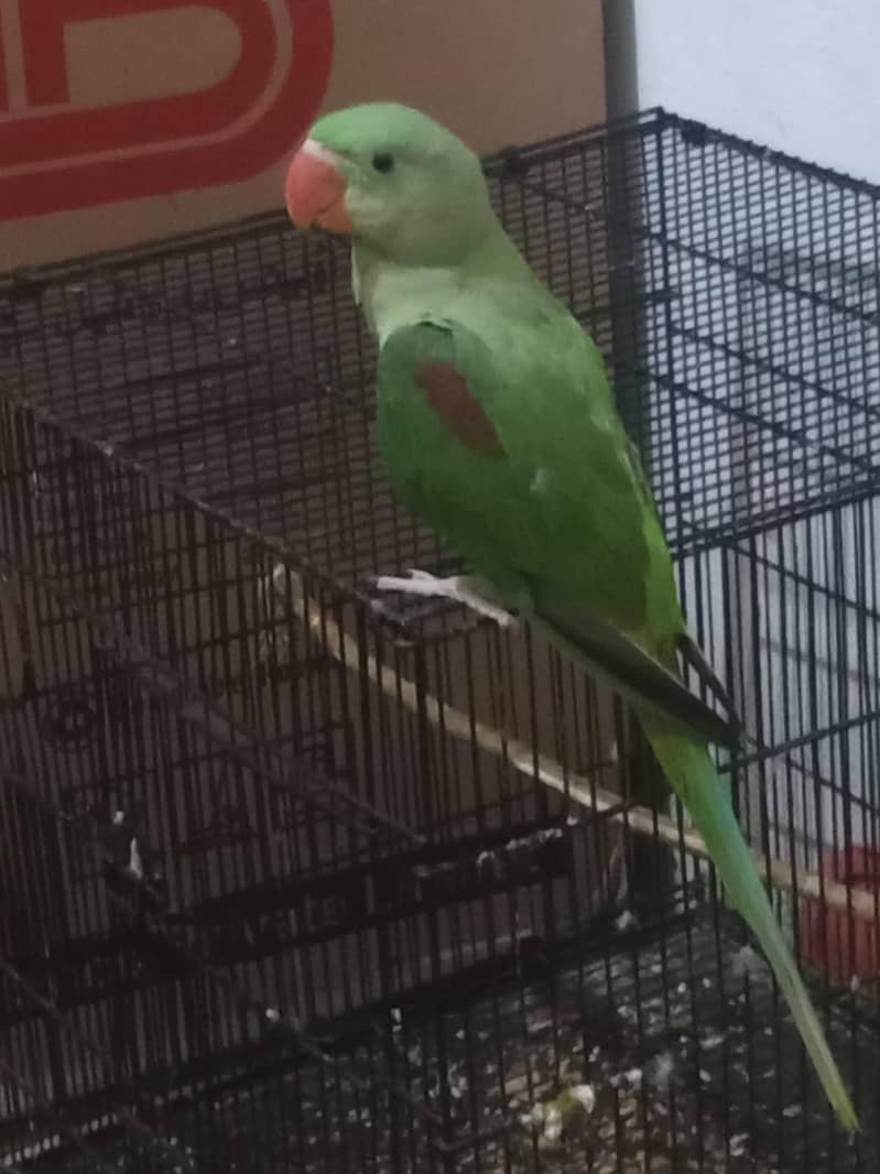Raw parrot 0