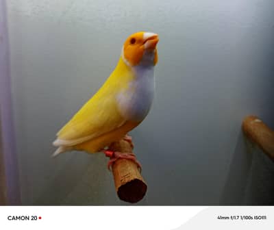 Bruno & Satin Gouldian & finches & Euro