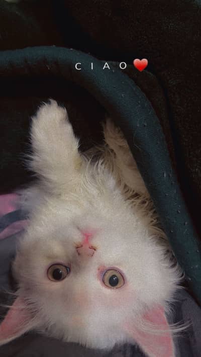 Male cat