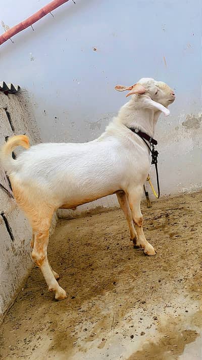 White Bakra hai breeder k liye ready 2 teeth nikal rha h . Age 13 month