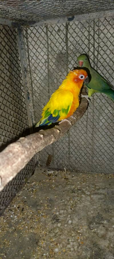 sun conure Male for sale