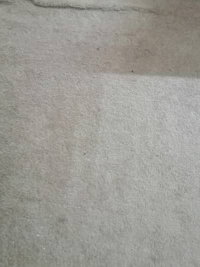 carpet