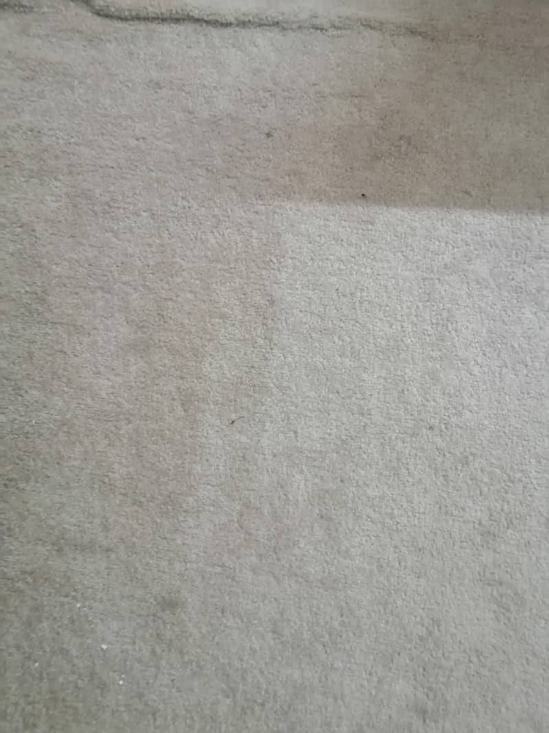 carpet 0