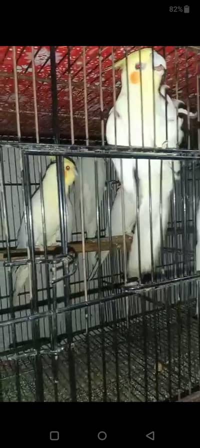 creem cocktail breeder Pairs and all cocktail breeder Pairs available