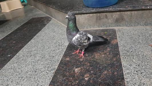 High fly urgent sale