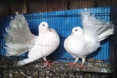 White Lakky fantail breeder pair for sale