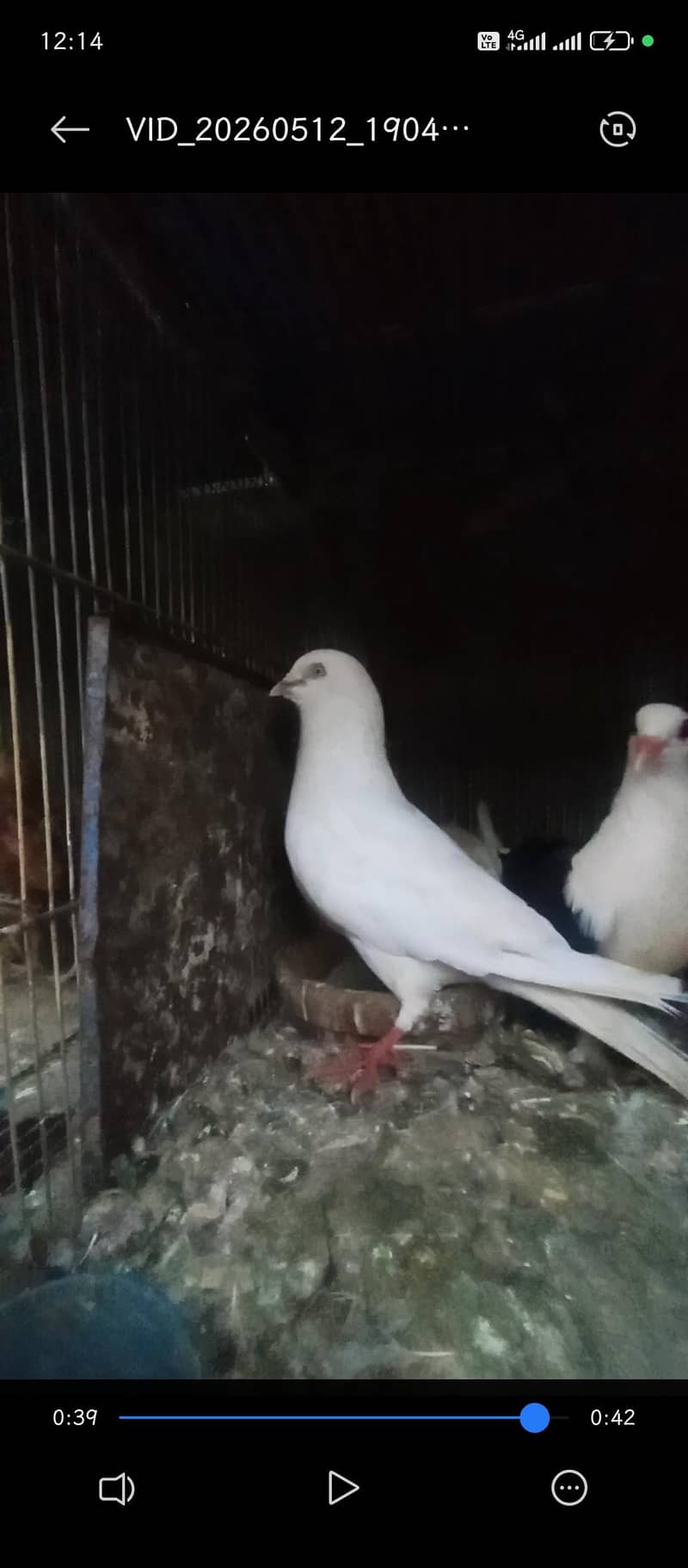 healthy active Pair 4