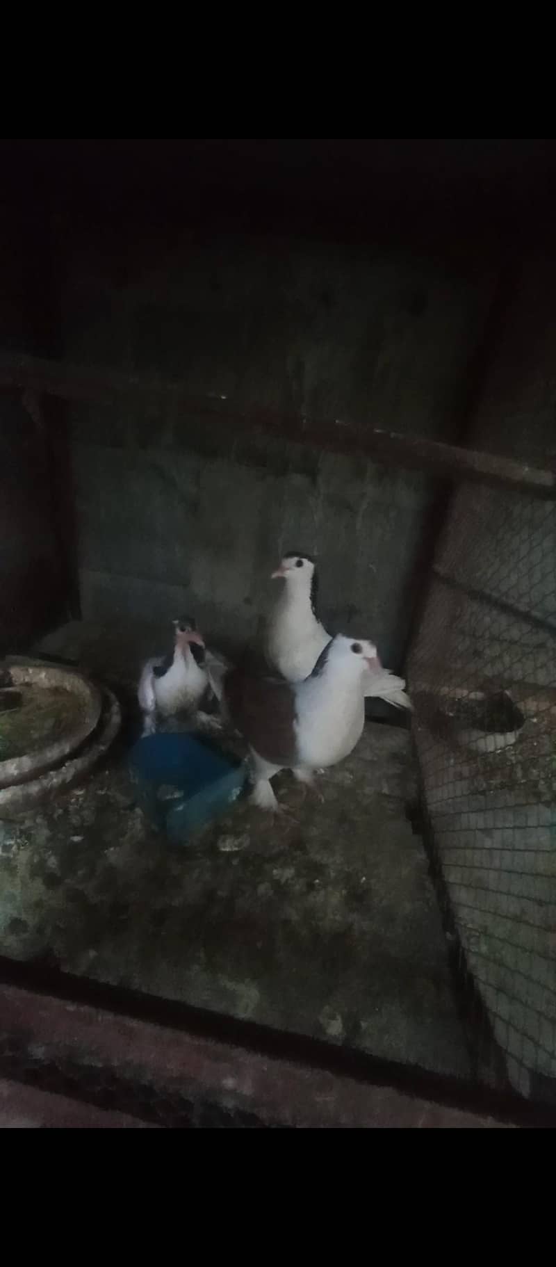 healthy active Pair 6