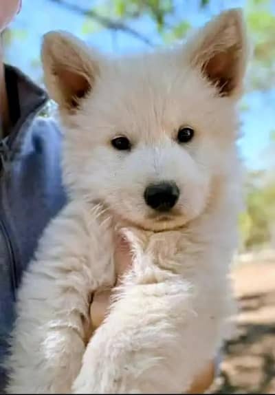 German Shepherd | White German Shepherd Puppy | Gsd Puppies For Sale
