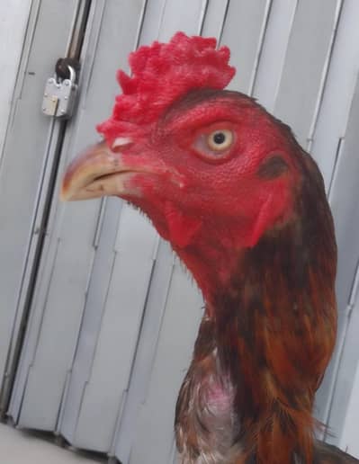 Burmiy aseel, turkishint x Pakistani aseel, Assel hens quality aseels