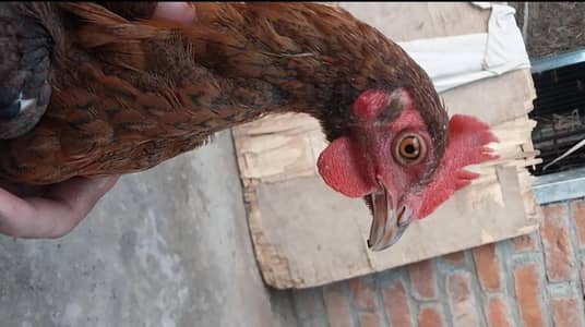 Burmiy aseel, aseel, thai pokya  aseels female male