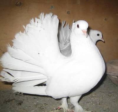 indian fantail white pure pair of peigon