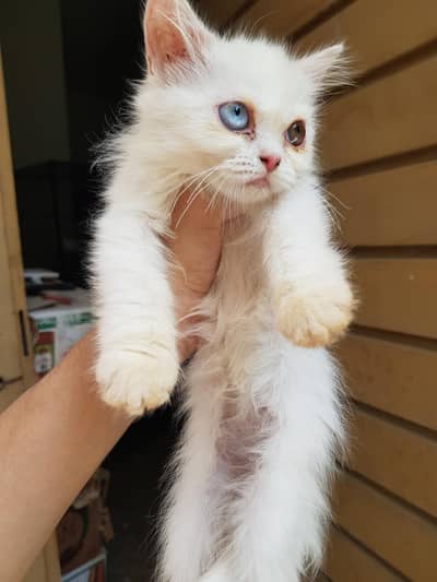 persion punch face kittens or adult cats for sale.