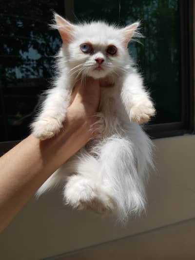 Persian Kitten| punch Face | high quality | triple coated |doll face