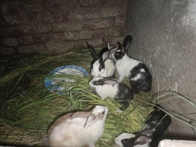 Rabbits couple male and female with color of brown white black