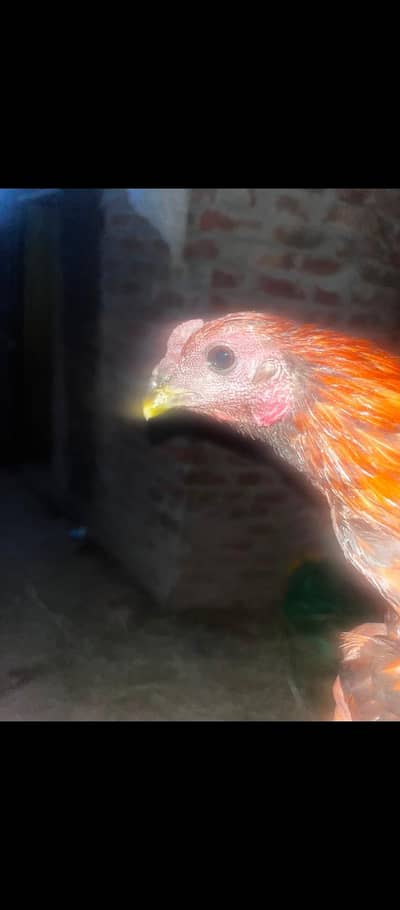 Dragon+ burmi cross ptha available for sale 03077856646