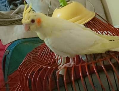 cockatiel red eyes for sale