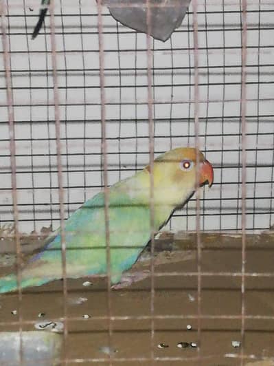 parblue opline fallow