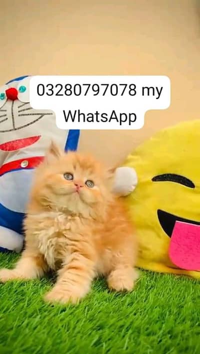 Persian cat 2 month age vaccinated panch face triple quarter