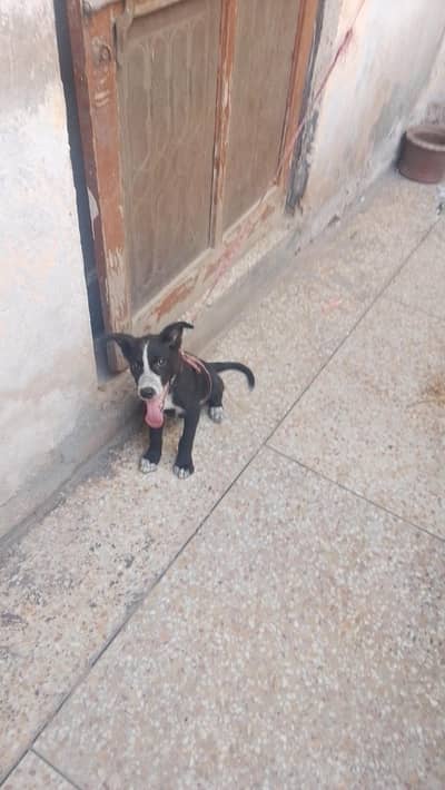 female dog