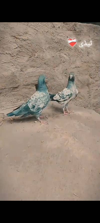 Tedi pathay hain original03336023404 what's app