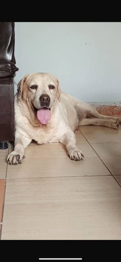 Top quality pedigree breeder female available for sale